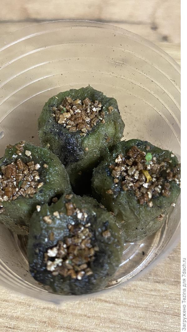 Печальное зрелище