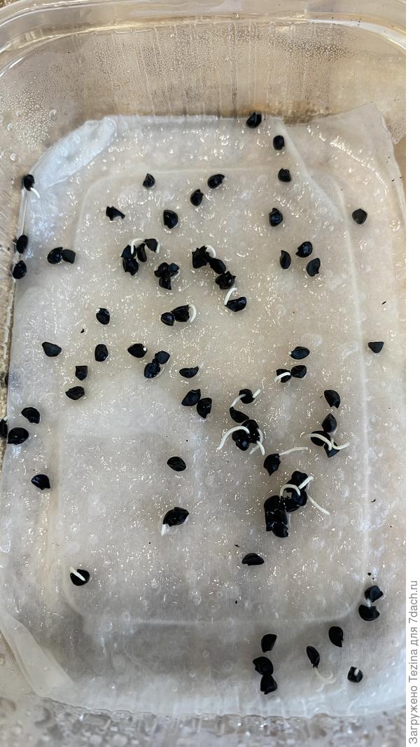 Лук шалот Семейный, проклюнулся на 3-й день