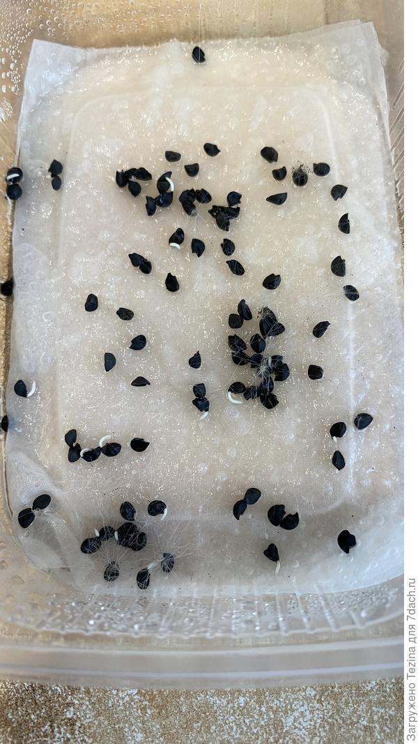 Лук шалот Цебруне, кто подскажет, что это за плесень на семенах?((