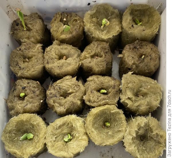 Проклевываются африканочки)