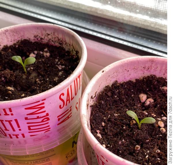 Первые всходы