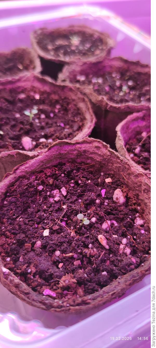 Вторая партия