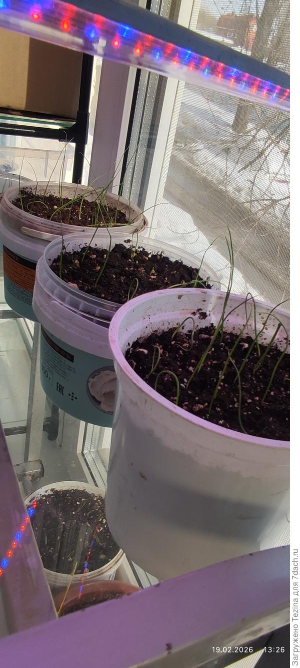 Взошел лук-шалот Цебруне и Семейный из замоченных