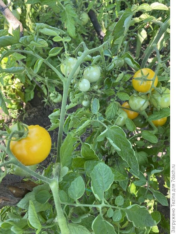 Дей Хуанчи, июль 2025