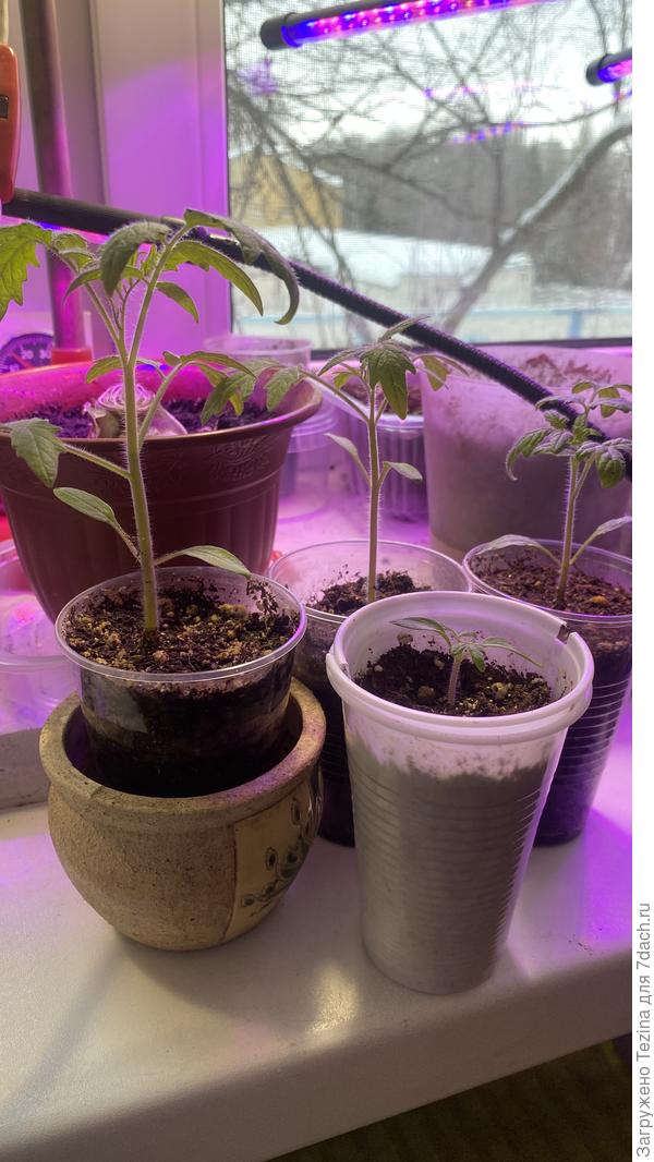 Монгольский карлик