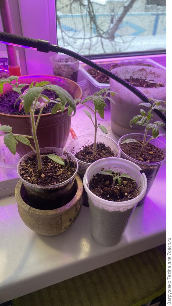 Монгольский карлик