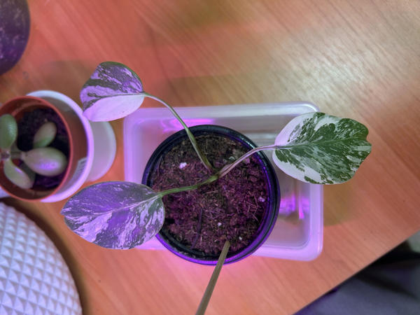 Листочки живы