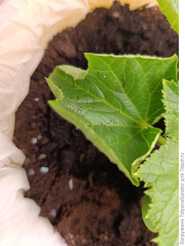 Нижние листья такие