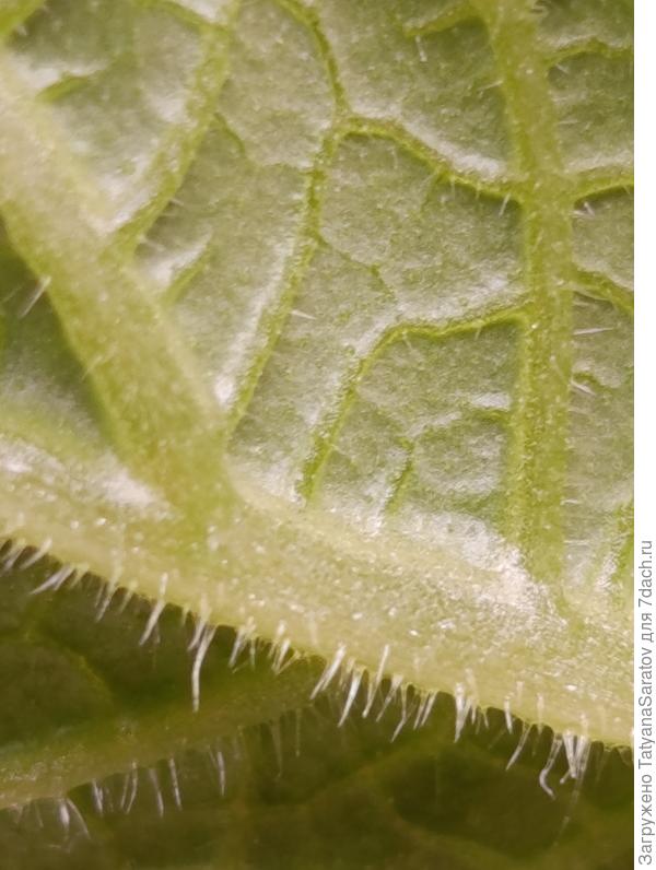 Макро здорового листа