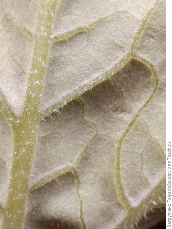 Макро сложенного листа