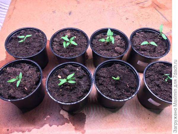 Бараний рог 5 марта