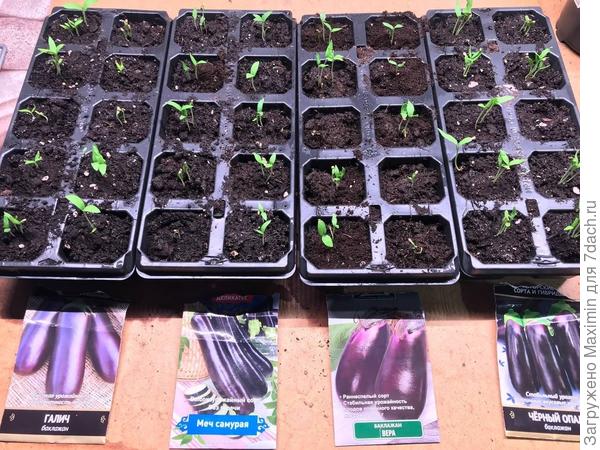 Баклажаны от 15 февраля - фото 5 марта