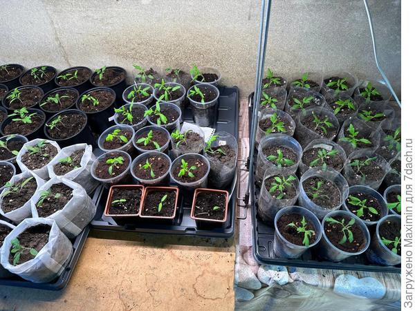 3 мелких - Оранжевый земледелец