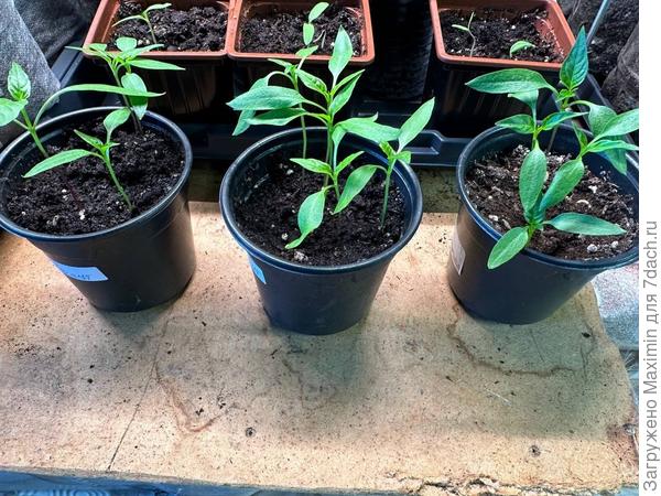 Нокаут и Саламандра