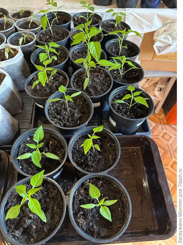 Бараний Рог