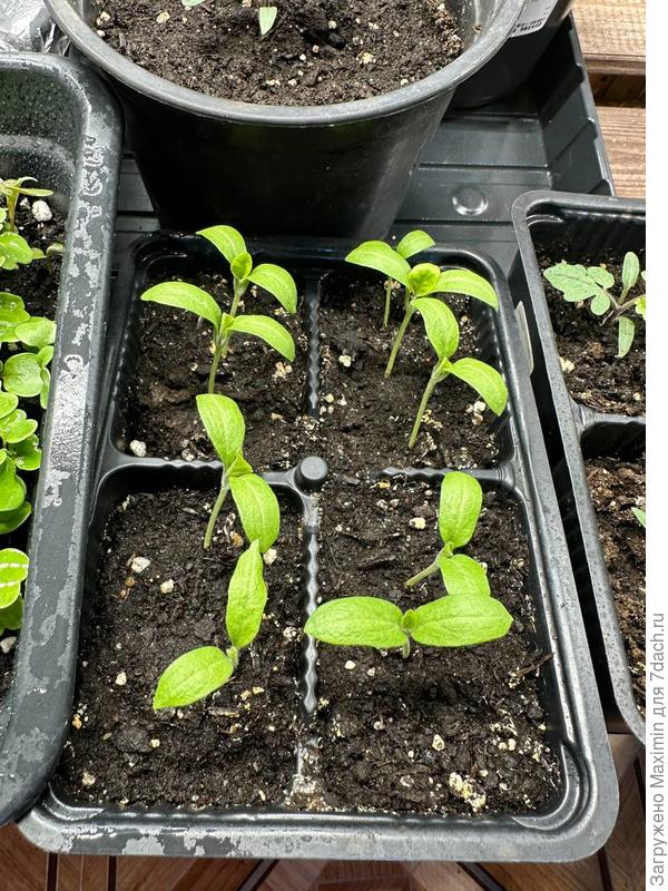 Халиф от 6 марта