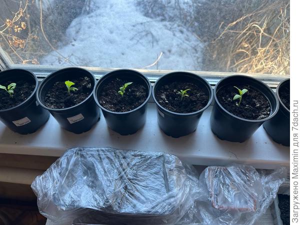 В горшках "выжившие"