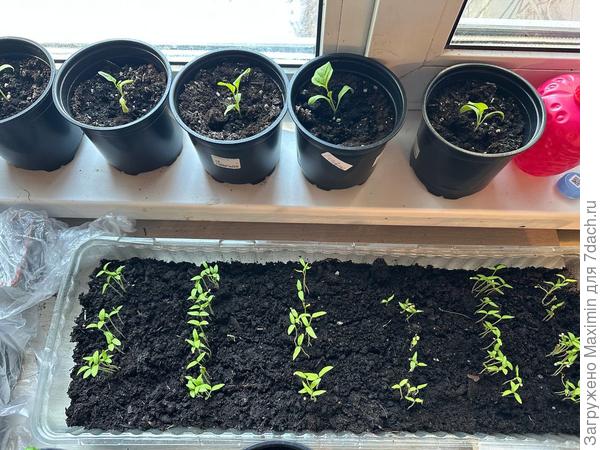 В плошку засадил повторно