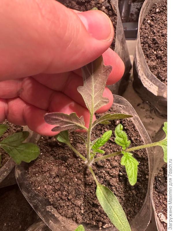 Абаканский Розовый