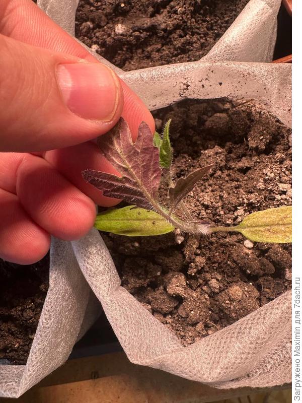 Алтайский Богатырь