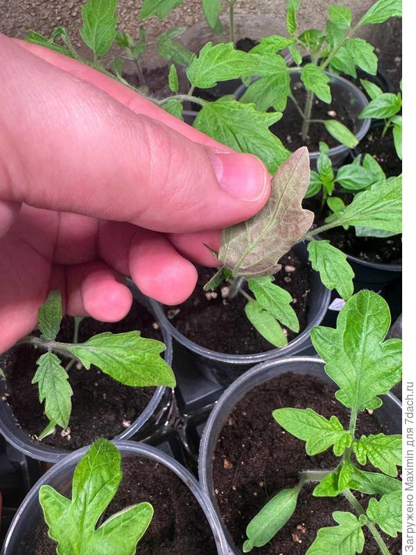 Волгоградский скороспелый