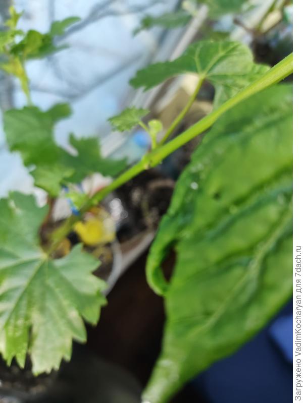 саженец винограда