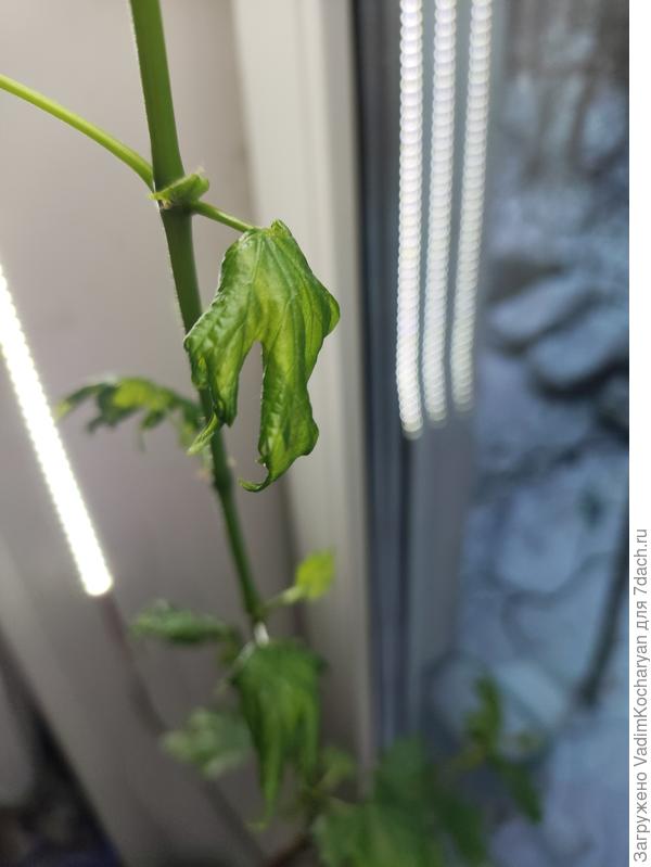 саженец винограда