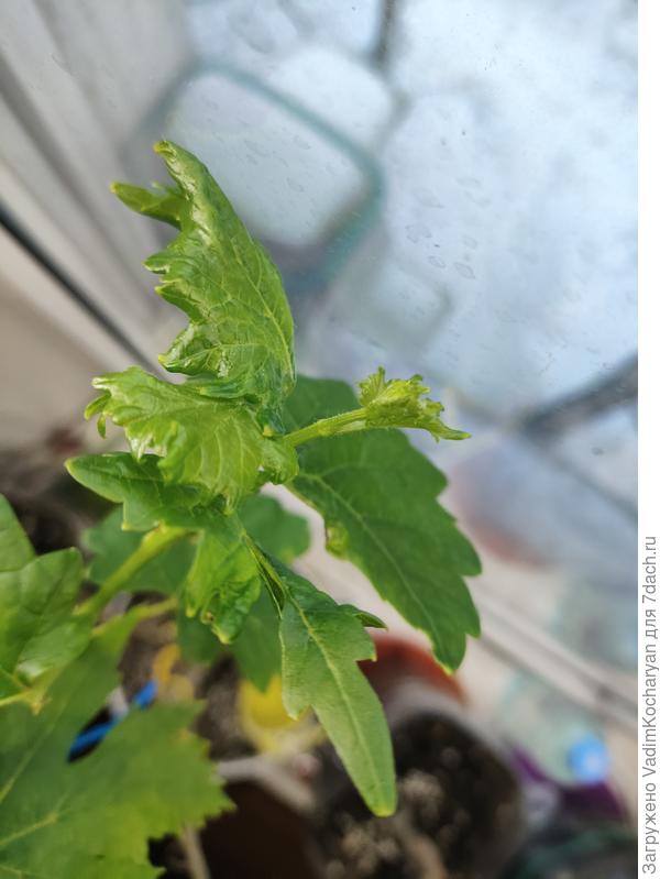 саженец винограда