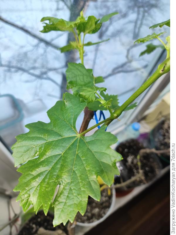 саженец винограда