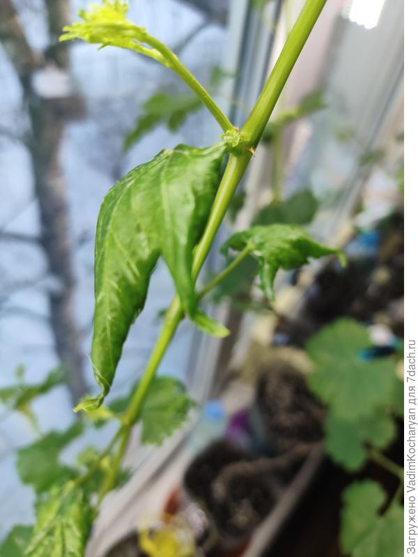 саженец винограда