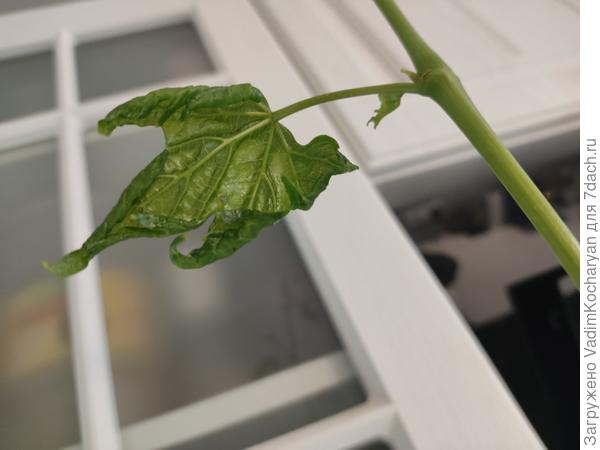 саженец винограда