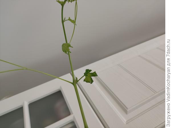 саженец винограда