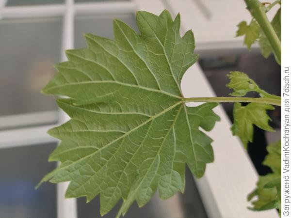 саженец винограда