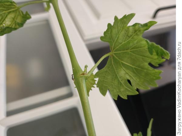 саженец винограда