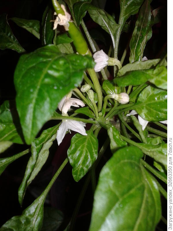 тайский дракон??