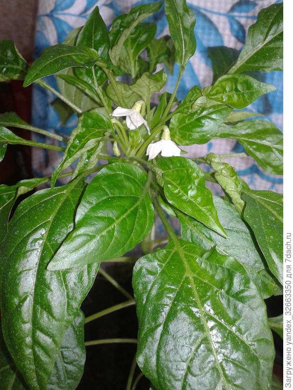 тайский дракон??