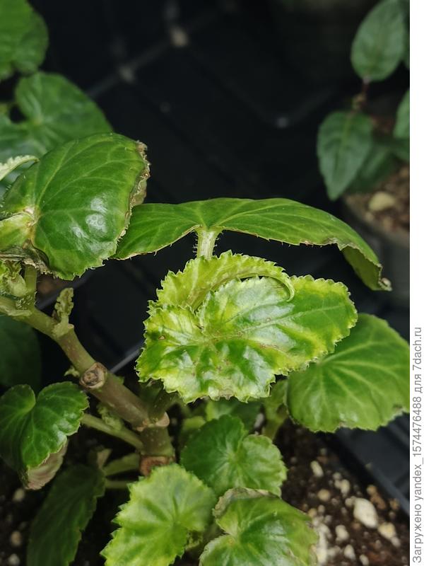 Грунт почвобрикет обработка фитоспирином и гледокаин таблетки , неделю назад была обработка феровит, сегодня кальцевой селитрой После феровит изменений не увидела . На что еще обратить внимание и чем подкормить ? Может это быть огуречная мозайка