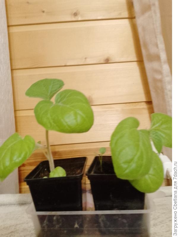 То ли индусы, то ли перуанцы) После пикировки бодро набирают рост