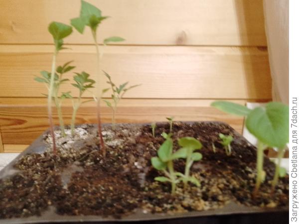 Слева Королева Малиналько (на заднем плане правда помидоры вылезли)), справа тёти Молины вишни.