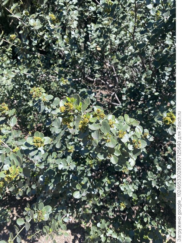 Что это за растение на фото, помогите, пожалуйста, определить!