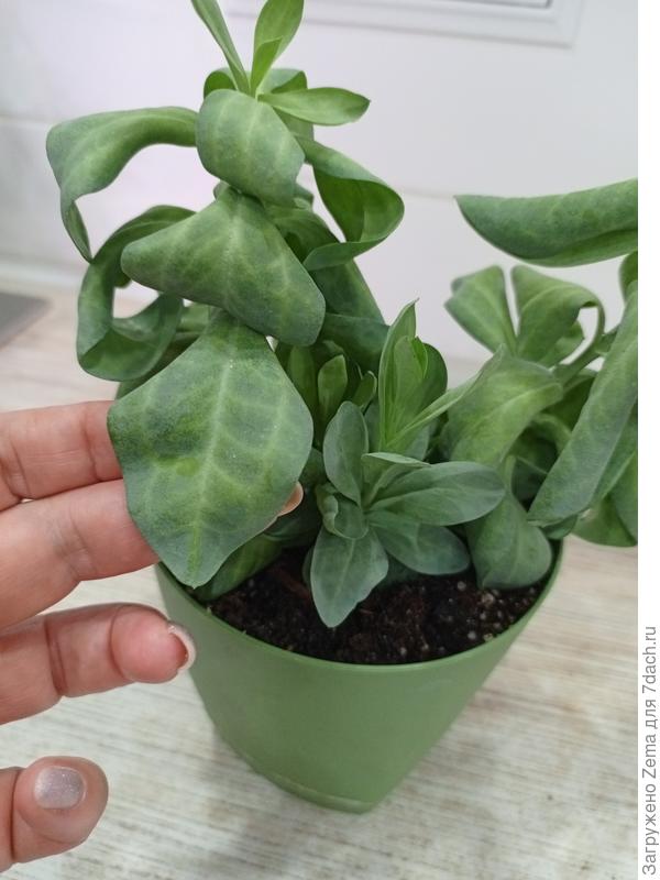 Вот так выглядят листочки в развернутом виде.