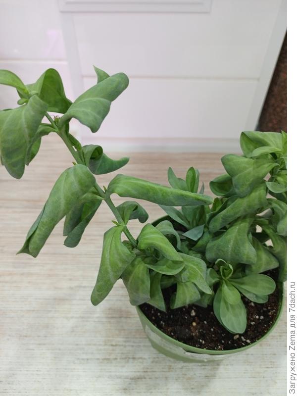 Здравствуйте , вот так выглядит эустома.Почва влажная.Эта эустома осталась с прошлого года.