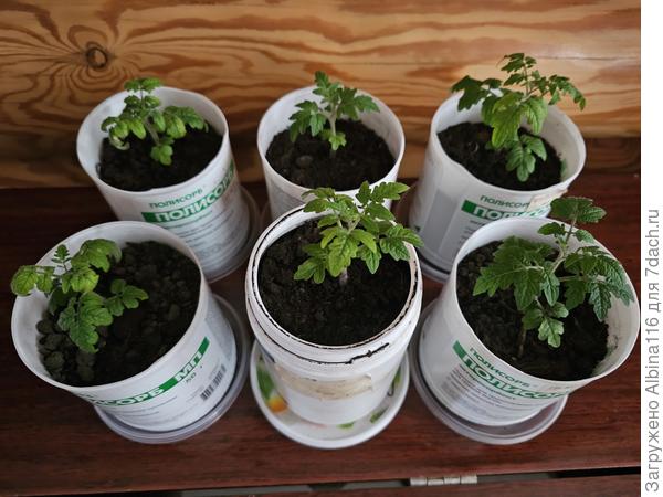 Рассада сейчас.