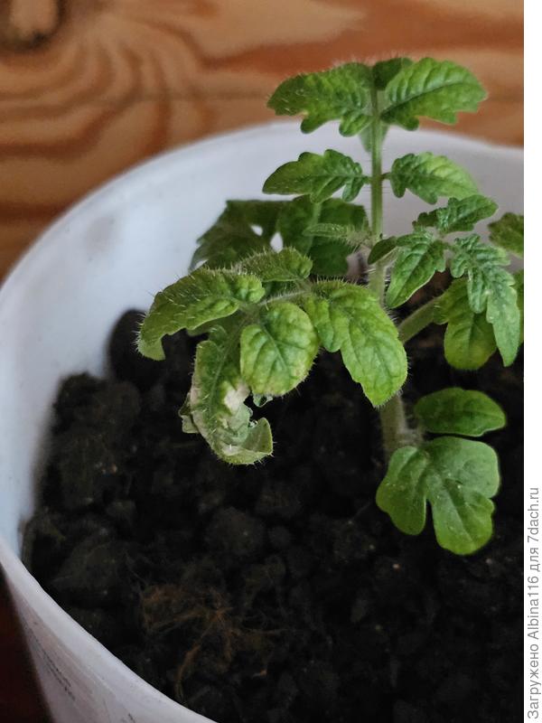 Сухой участок на листочке