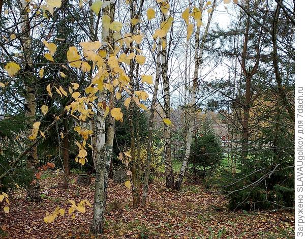 Мой лесной уголок.