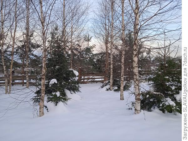 Зима мой лесной уголок