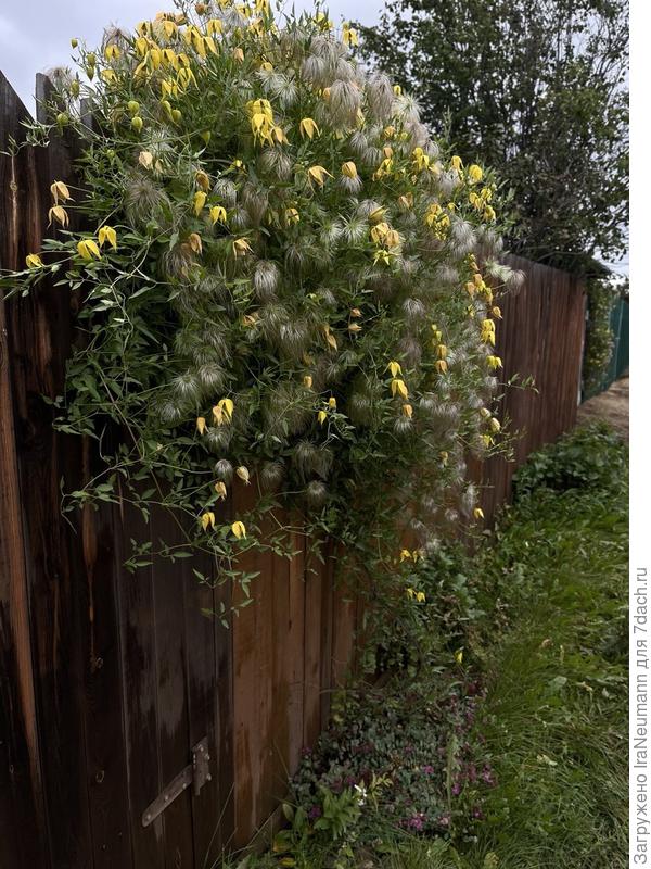 клематис пытается сбежать с участка