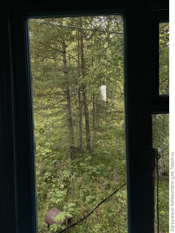 Вид из окна на лес. Можно было бы часами сидеть вглядываясь вглубь, обязательно что-нибудь померещится. Но нужно приводить в порядок дачку, некогда бездельничать.