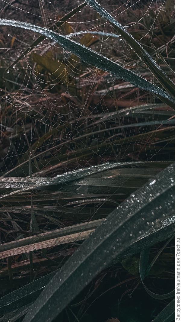 Дядюшка Шнюк трудился всю ночь