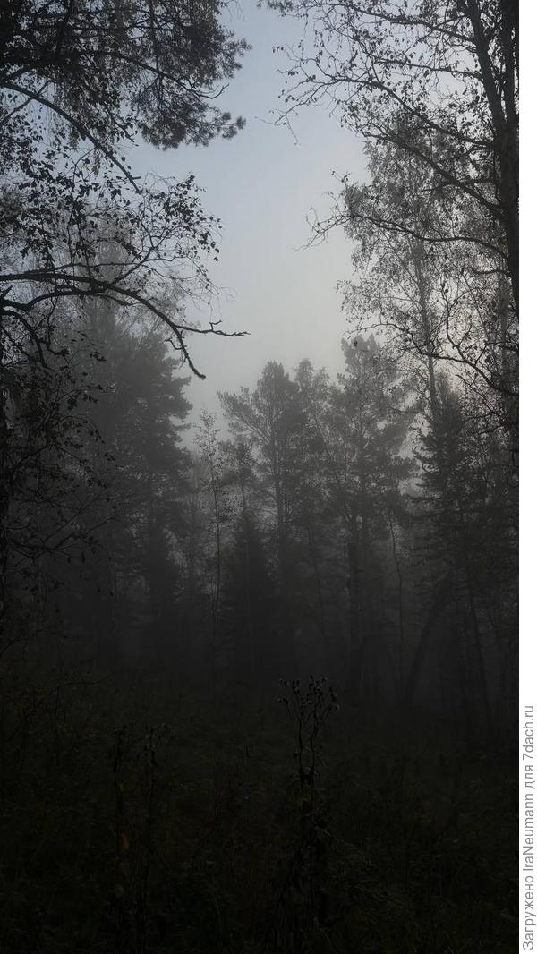 Туманное утро